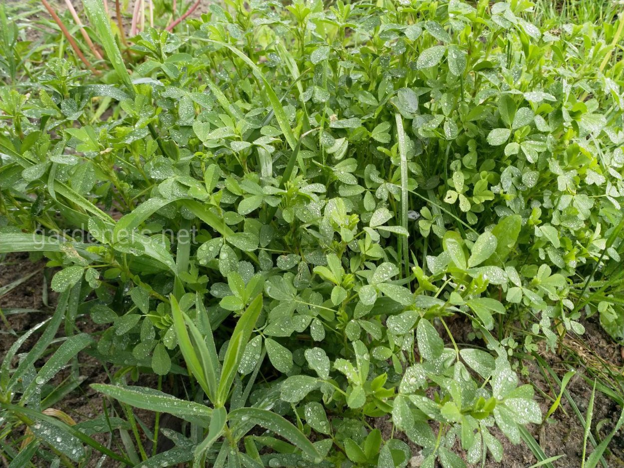 Люцерна микрогрин