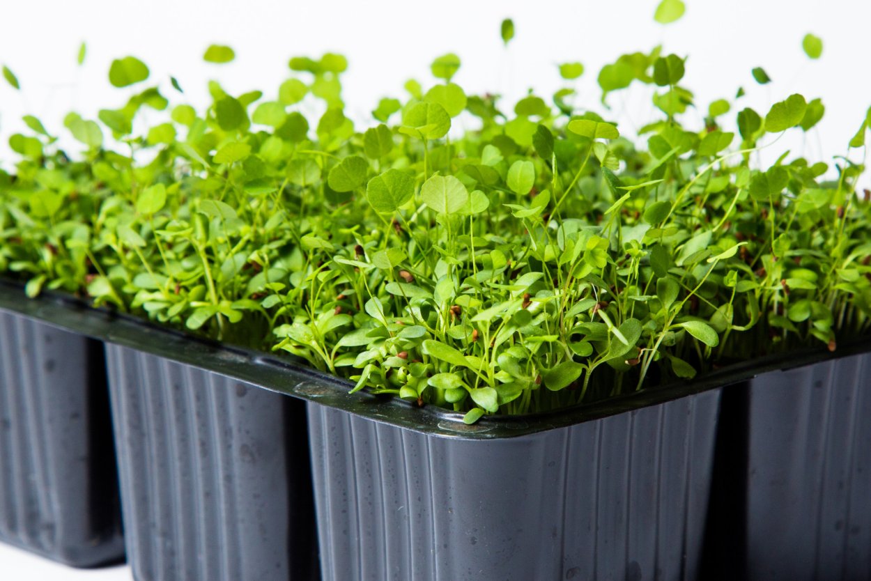 Микрозелень чиа