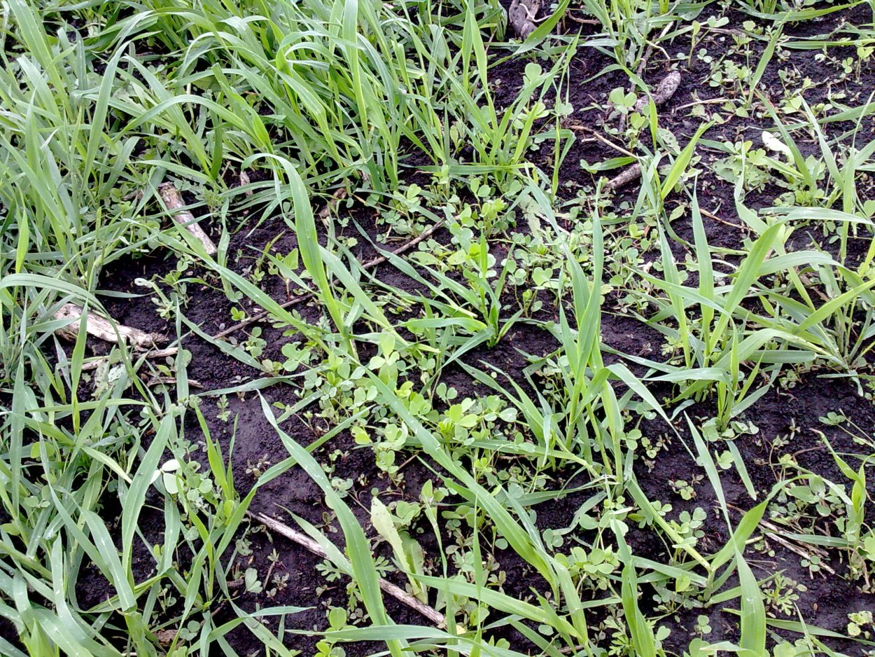 Люцерна изменчивая Росток