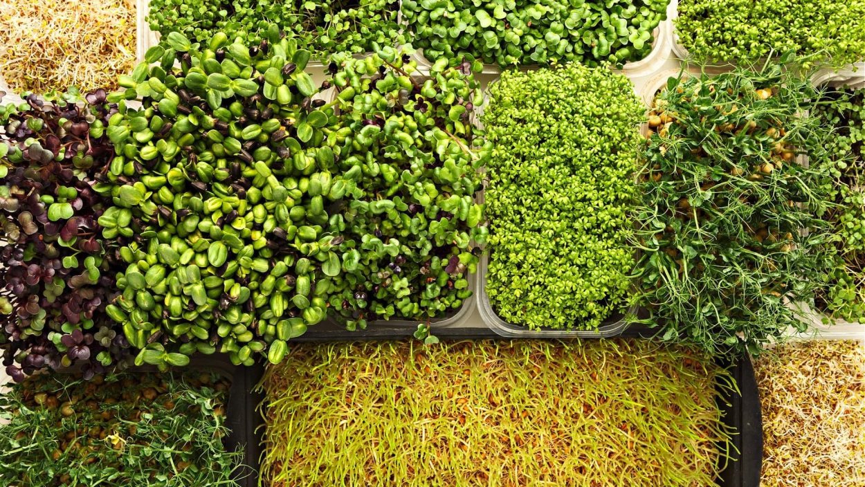 Люцерна микрогрин