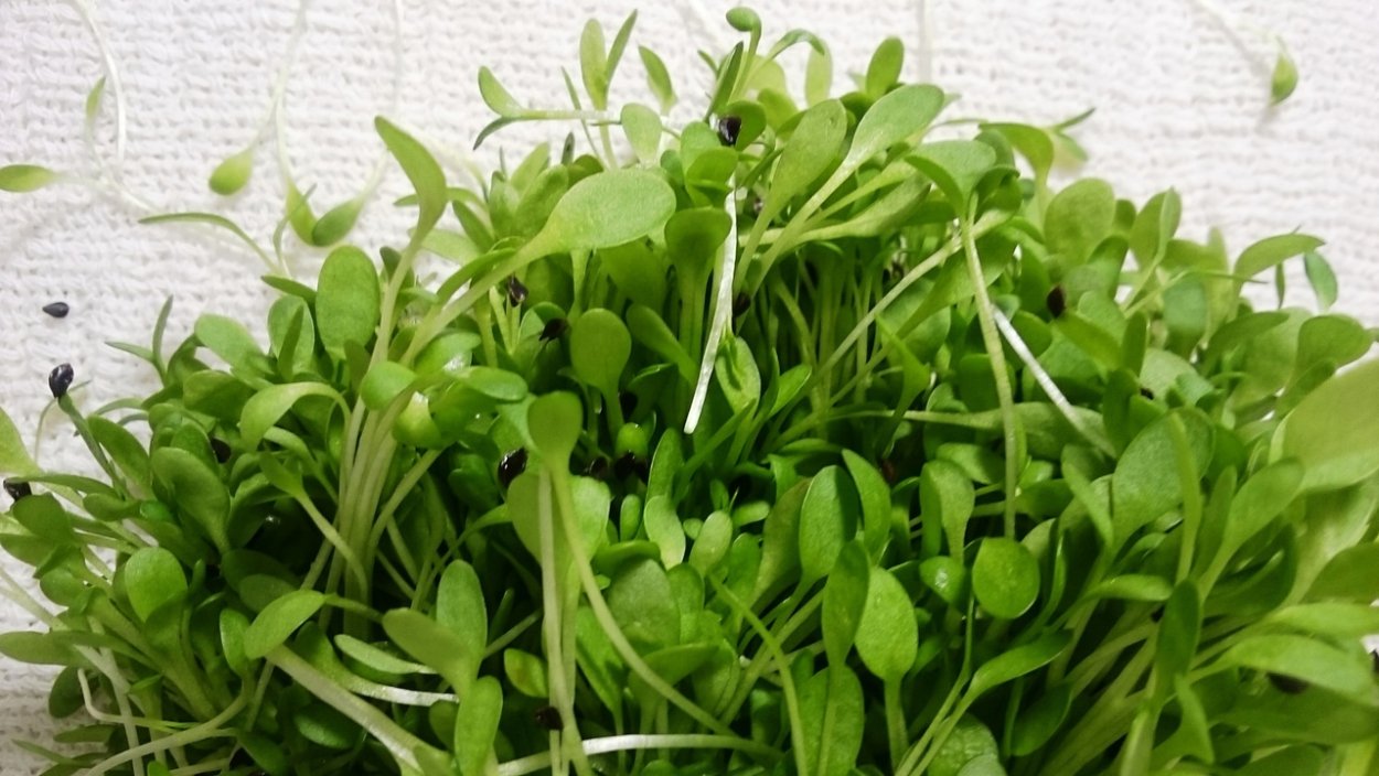 Спраут люцерны