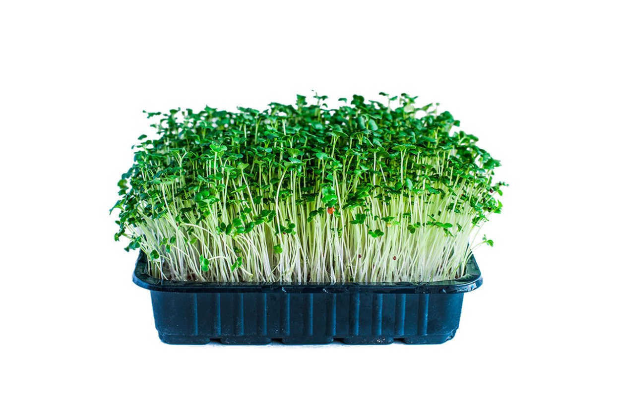 Василистник рассада