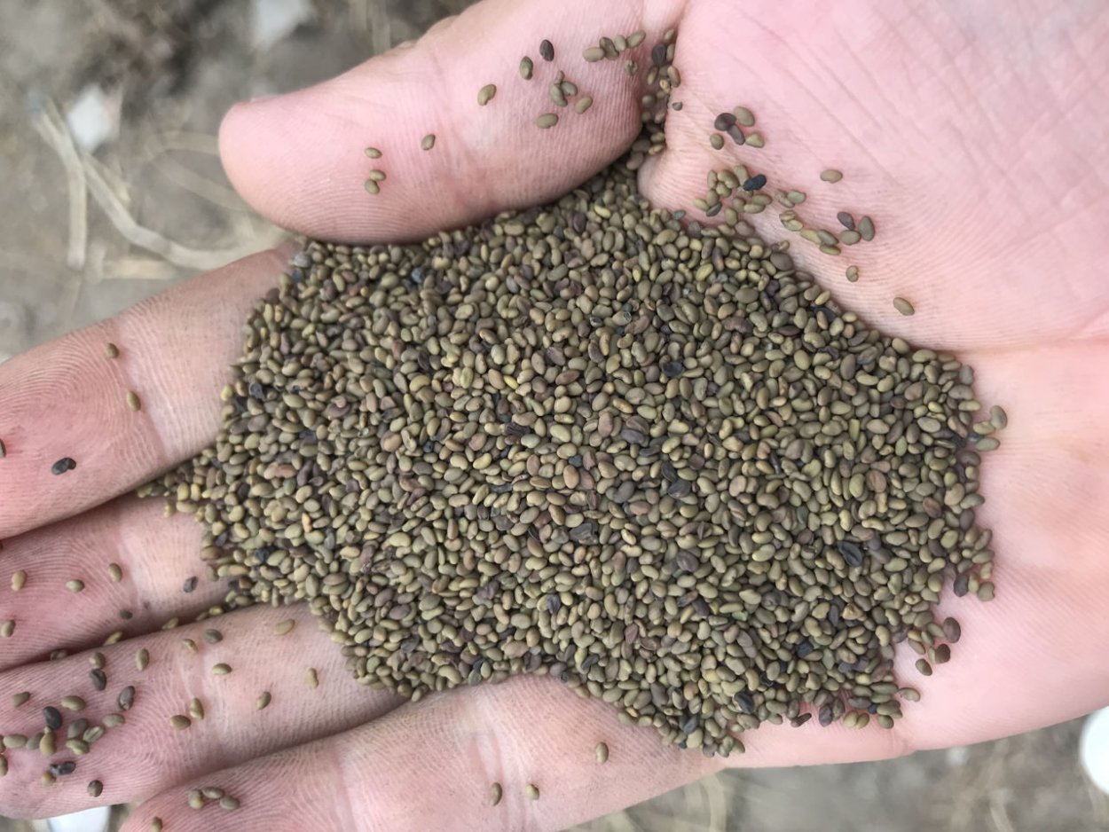 Микрозелень пряные, острые