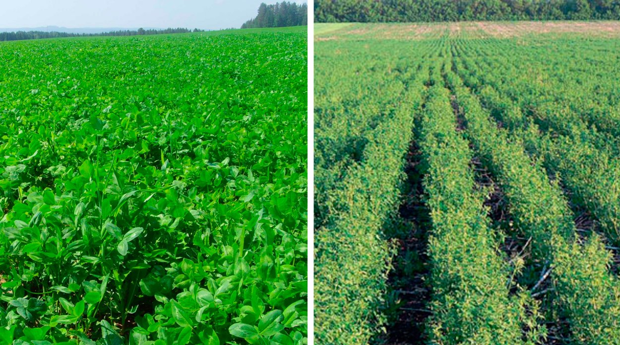 Микрозелень Росток