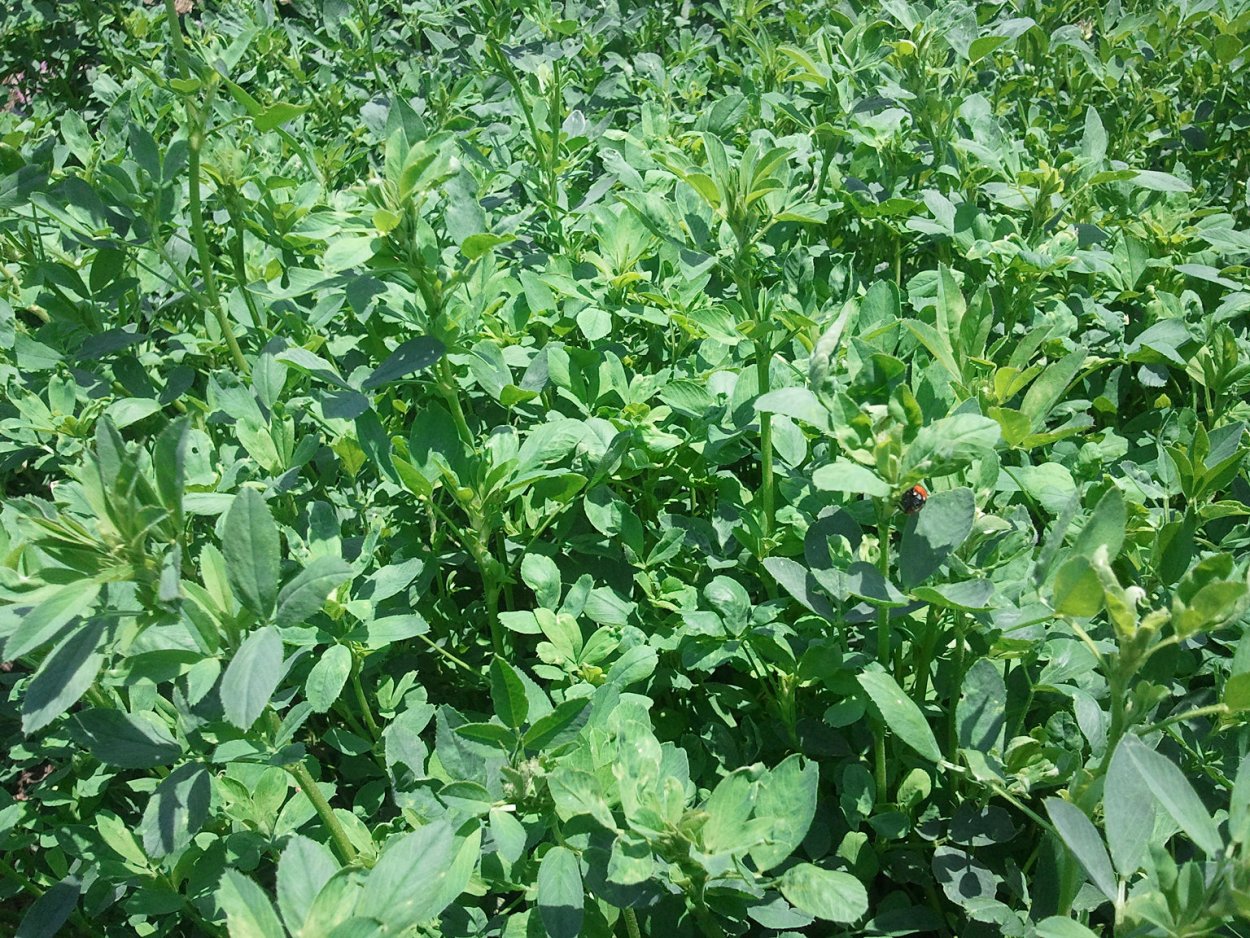 Горчица посевная сидерат