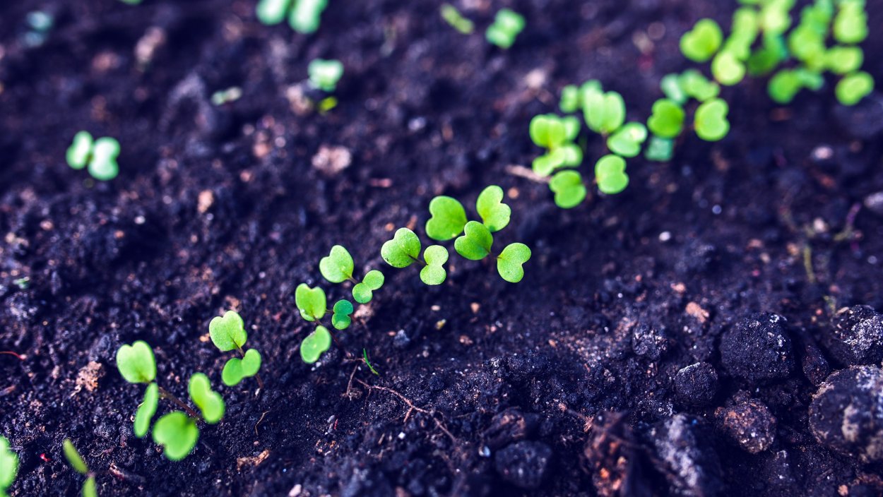 Люцерна семена всходят