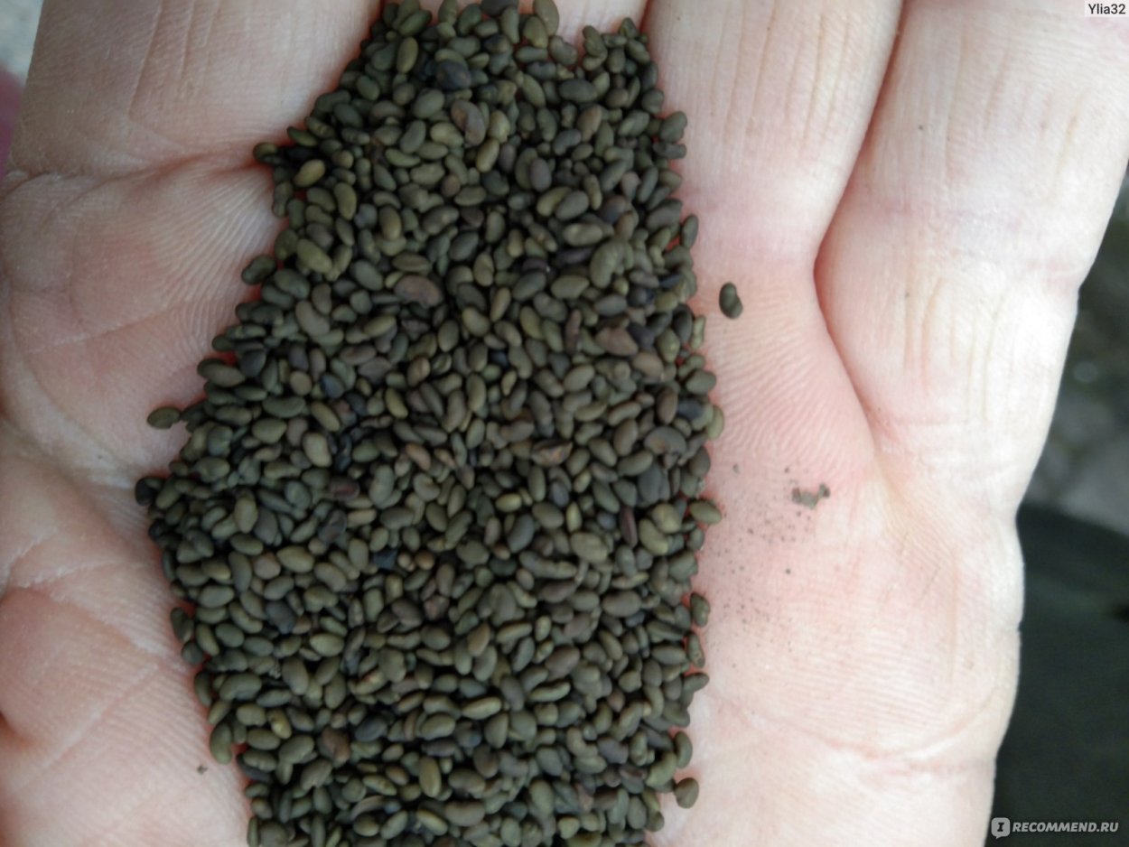 Микрозелень капуста брокколи