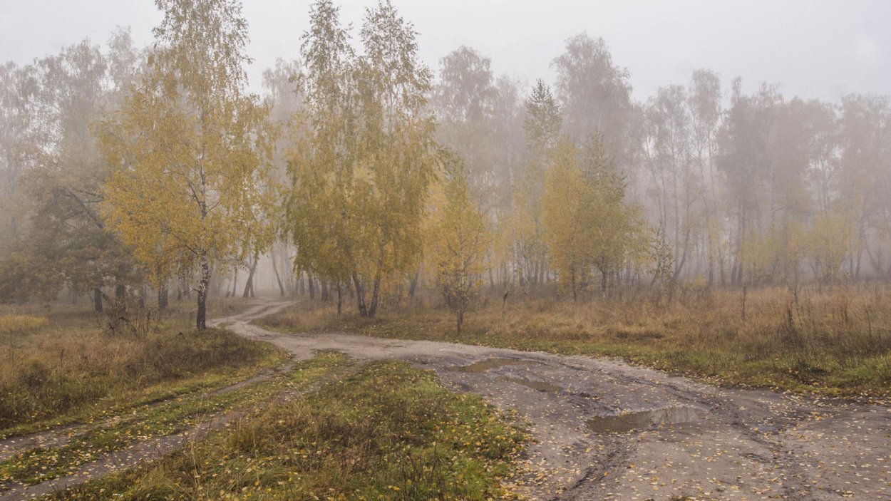 Опушка леса Россия поздняя осень