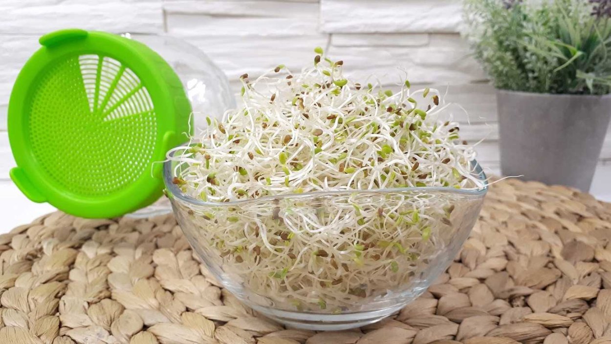 Эндивий микрозелень