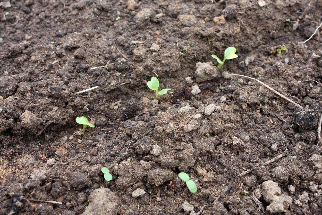 Всходы клевера