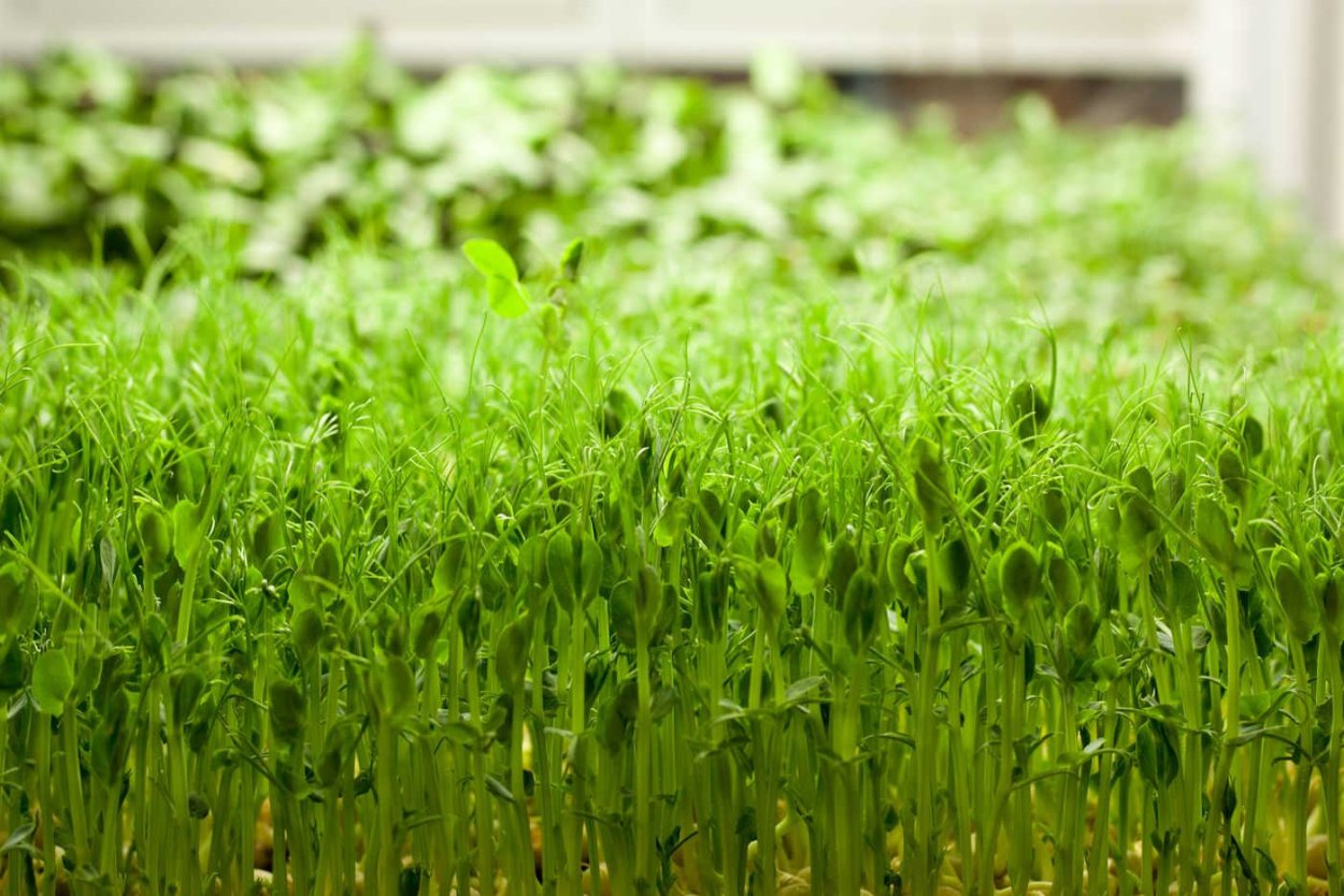 Маргаритки многолетние всходы