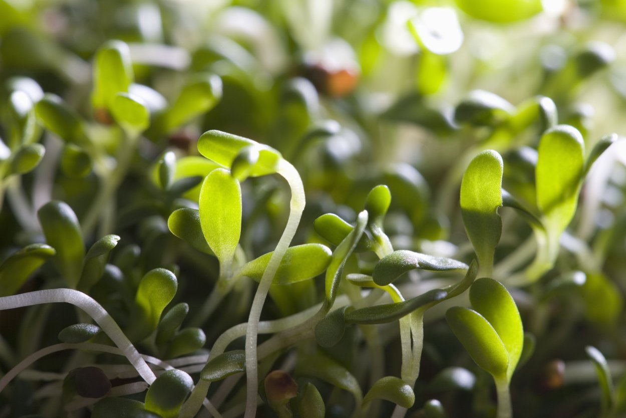 Рассада микрозелень