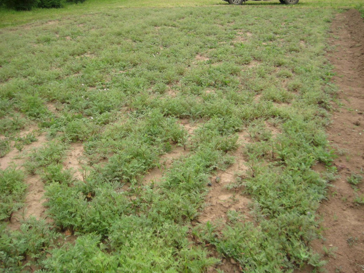 Сидерат люцерна изменчивая