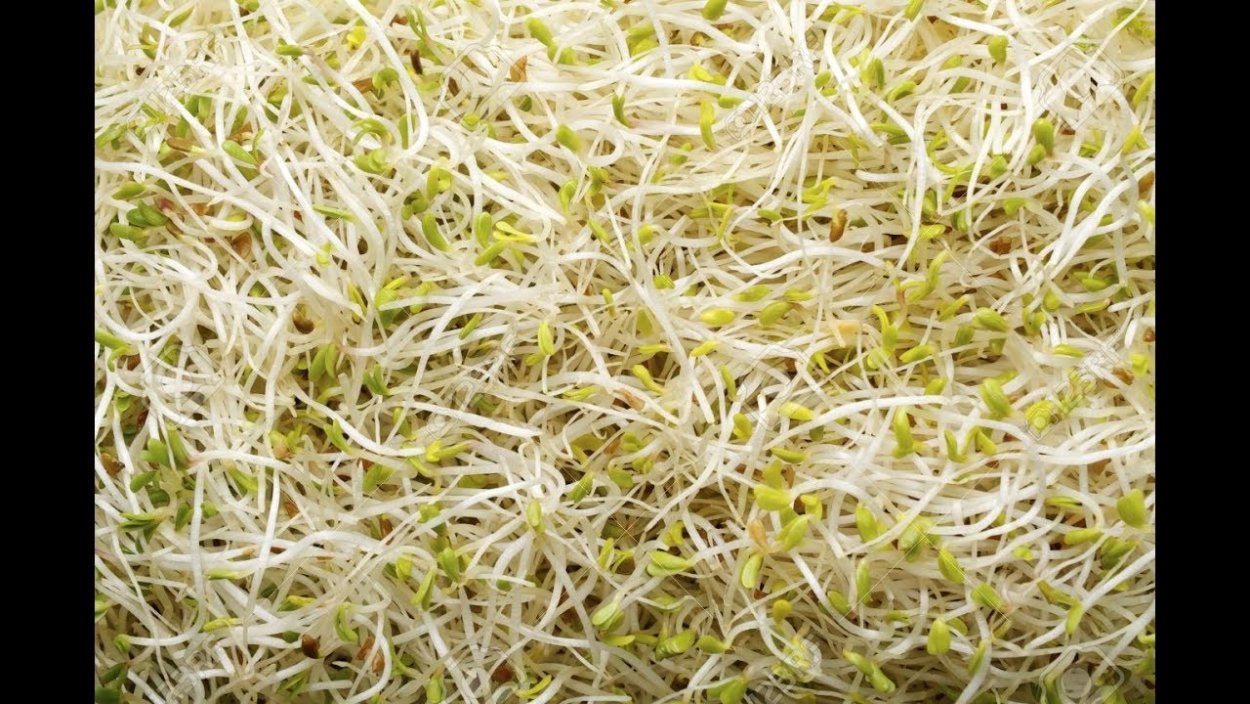 Всходы салата листового