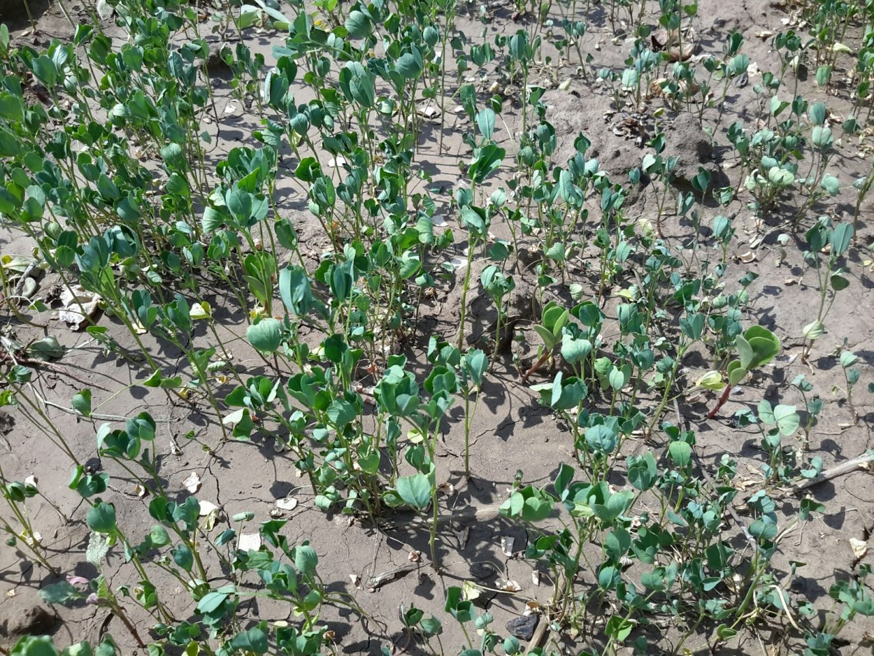 Всходы люцерны