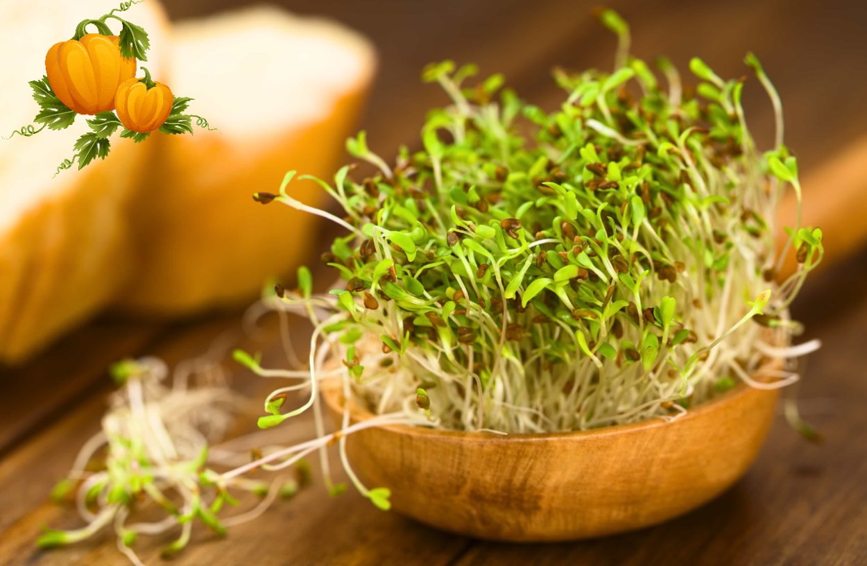 Посеять люцерну