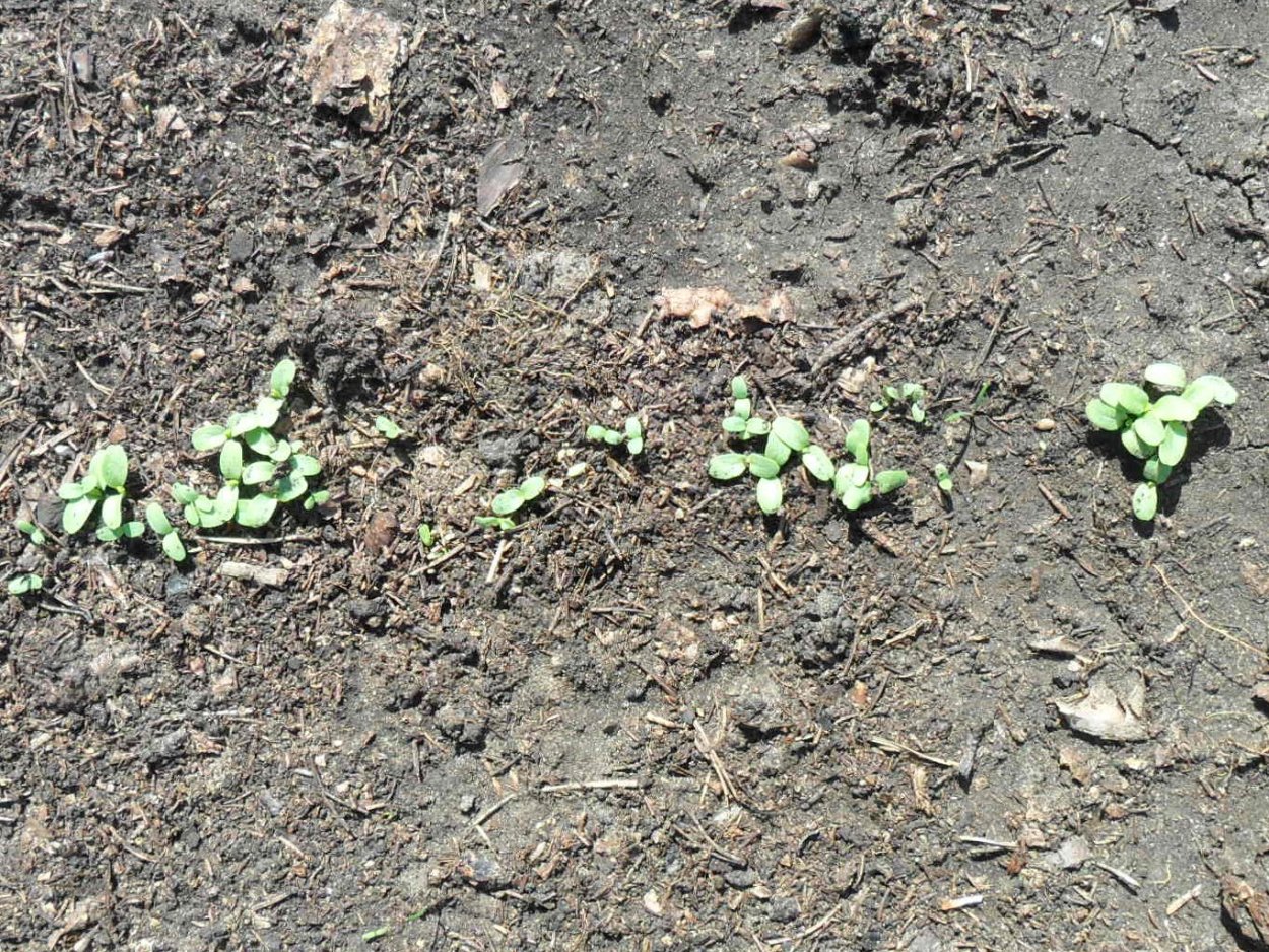 Проростки люцерны