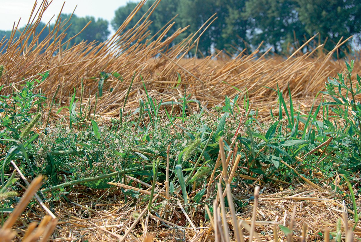 Посев клевера