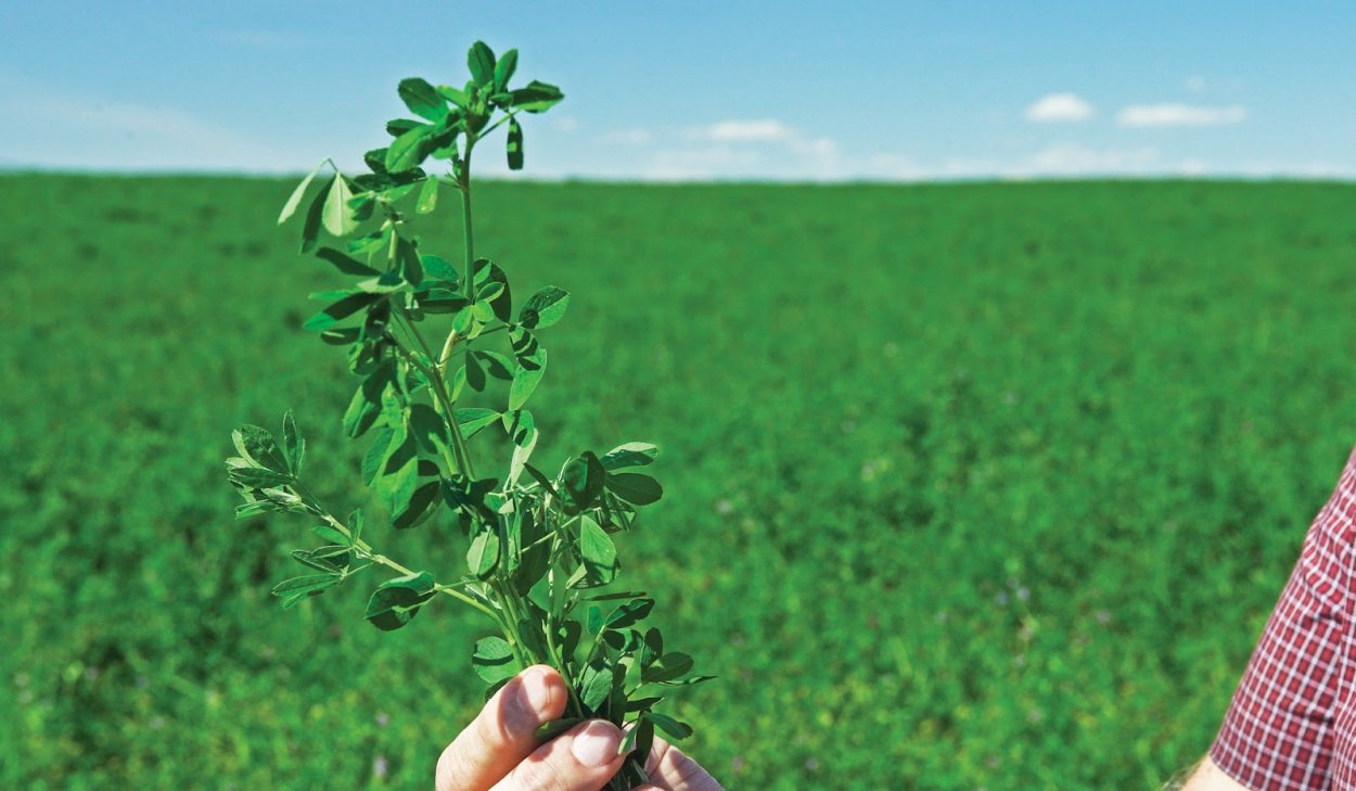 Всходы клевера белого