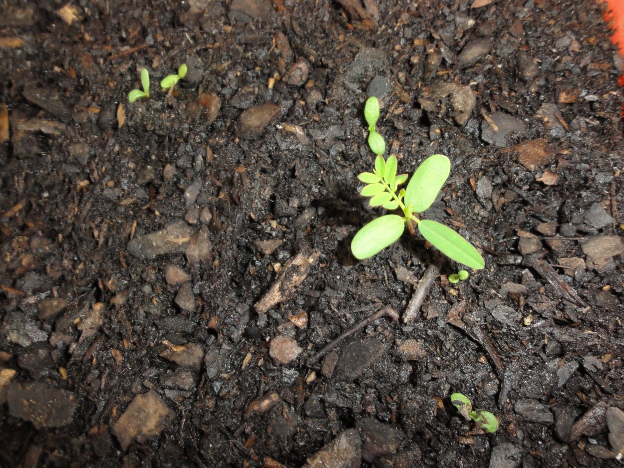 Семена люцерны магниченные