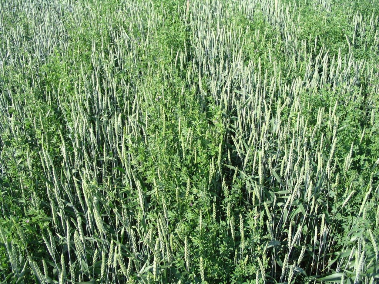 Ростки козлятника