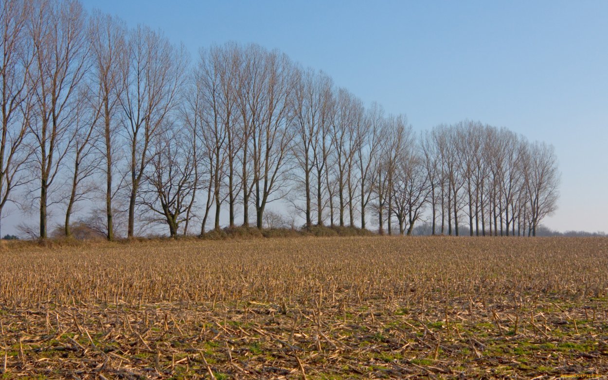 Ранняя и поздняя Весна