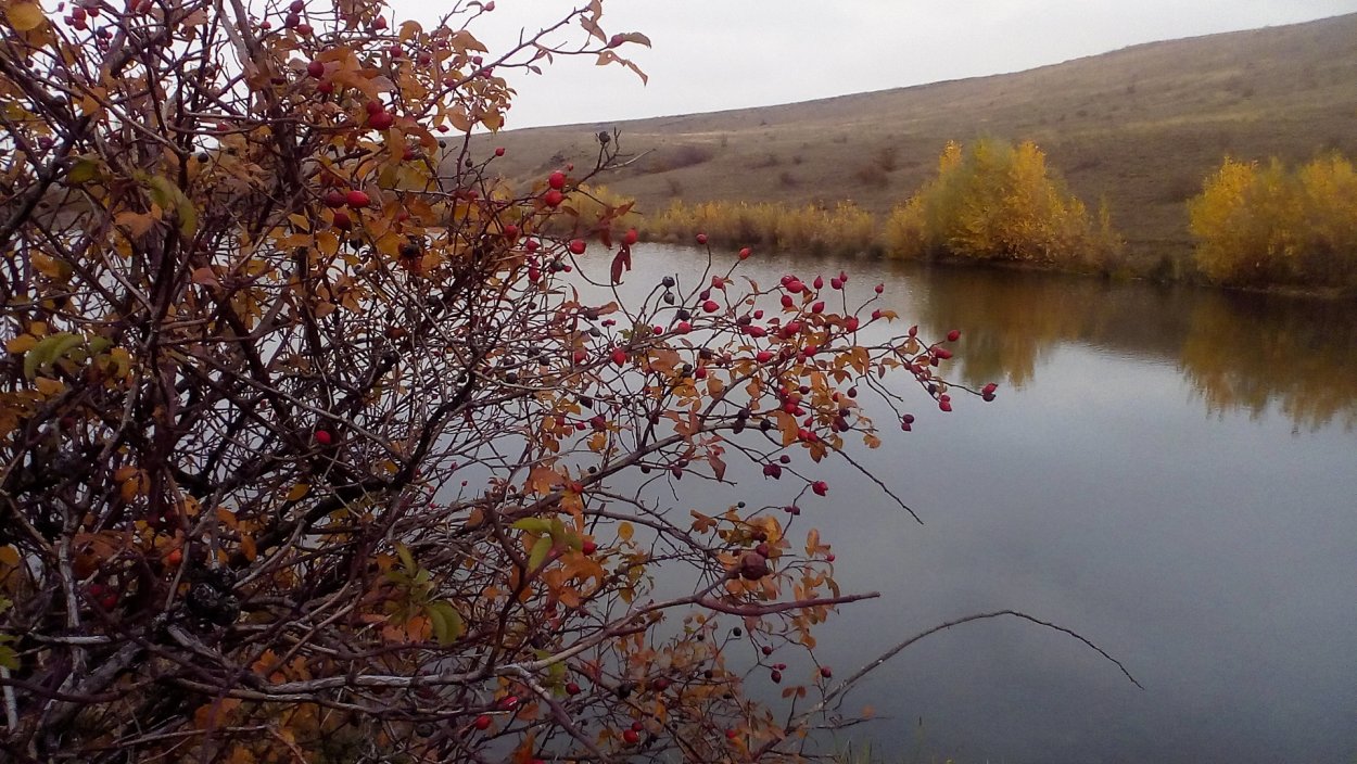 Конец ноября природа