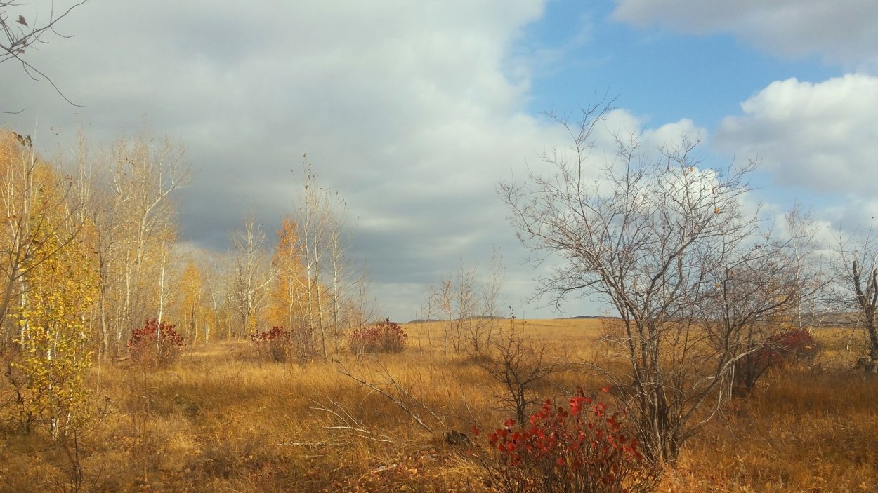 Осенние березы в поле