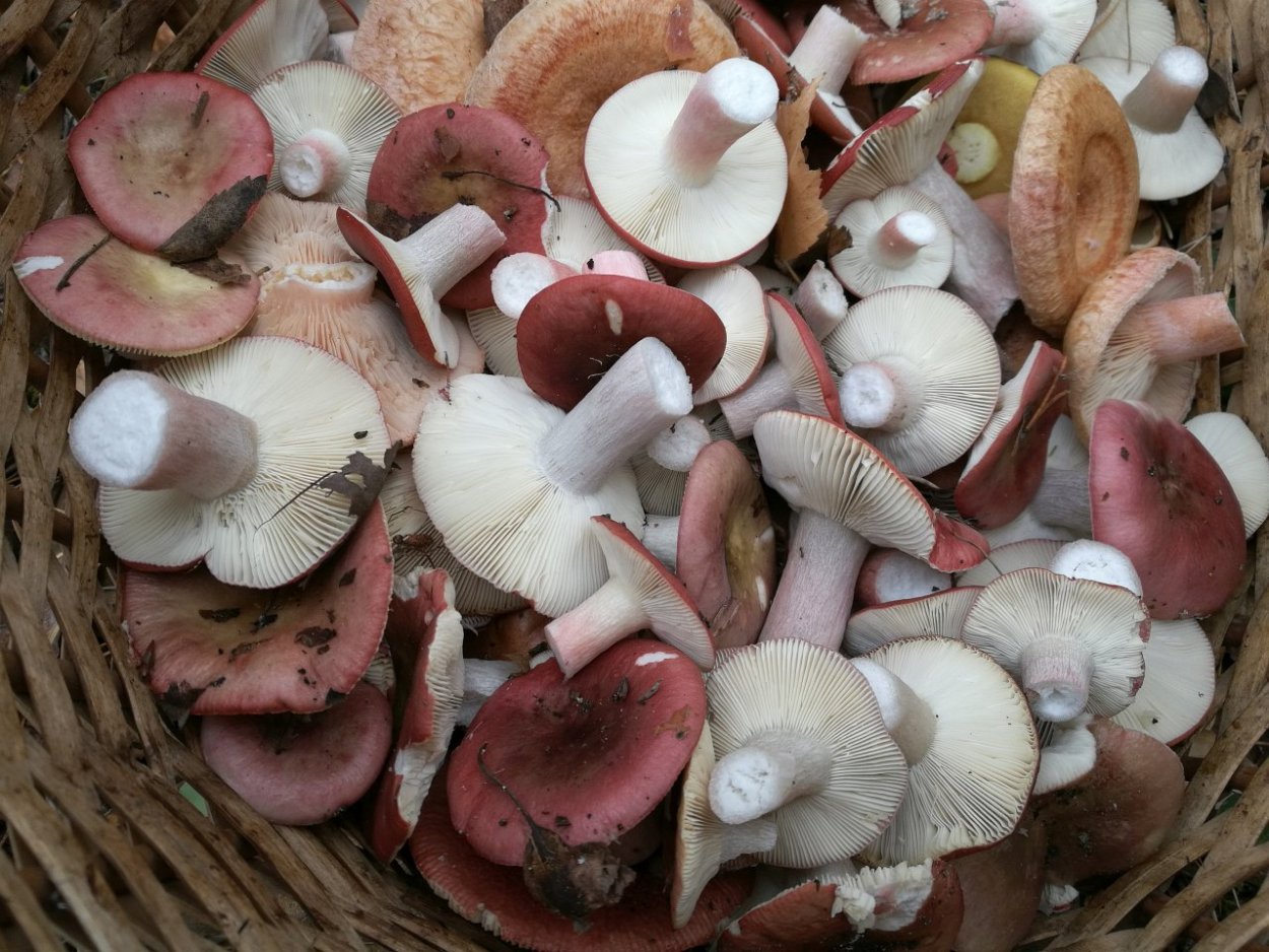 Сыроежка сардониксовая