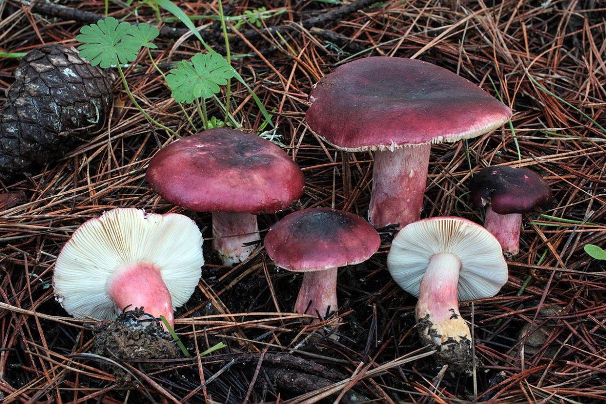 Сыроежка валуевидная Russula farinipes