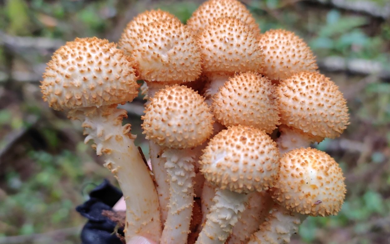 Чешуйчатка Сосновая