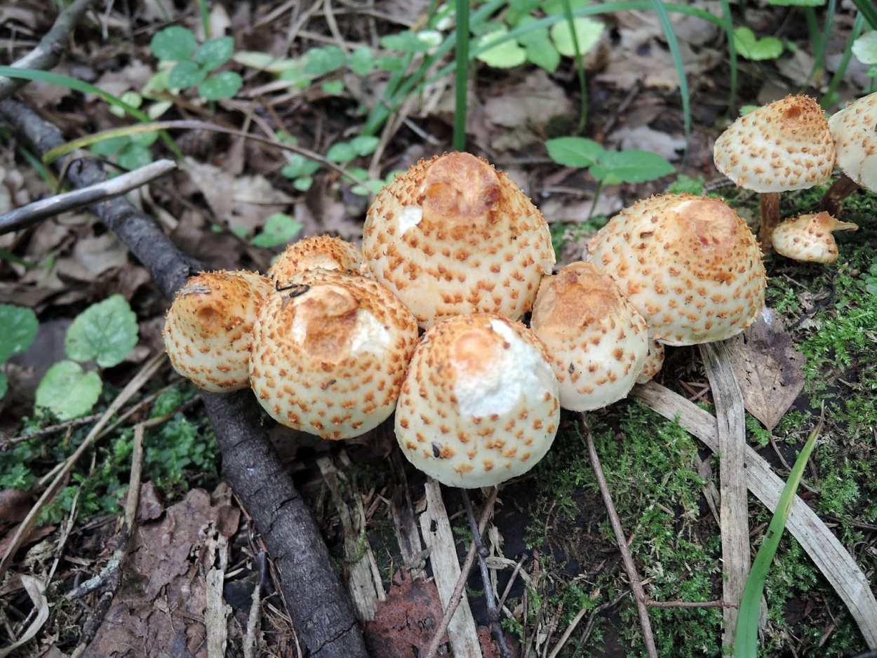 Чешуйчатка золотистая (Pholiota aurivella)