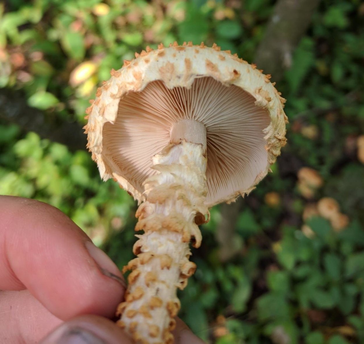 «Королевский опёнок» (чешуйчатка ворсистая)