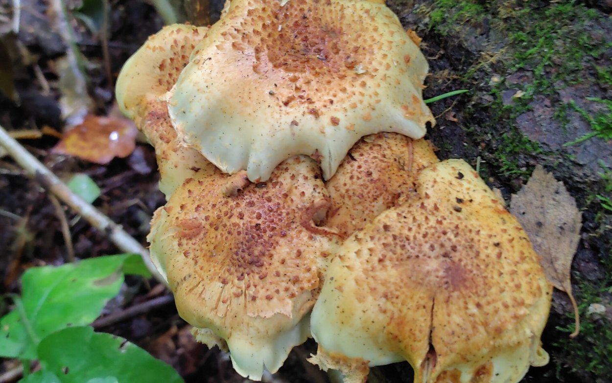 Гриб чешуйчатка Тополиная