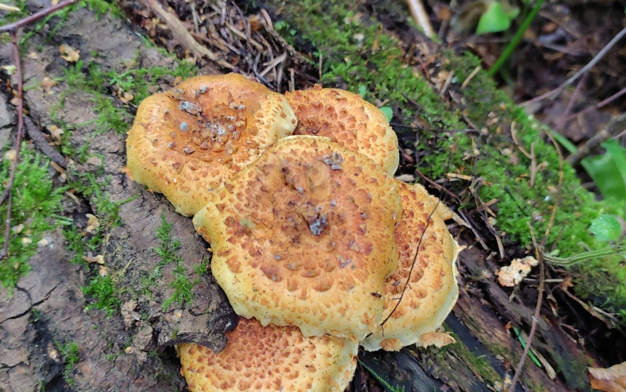 Чешуйчатка Сосновая Pholiota pinicola