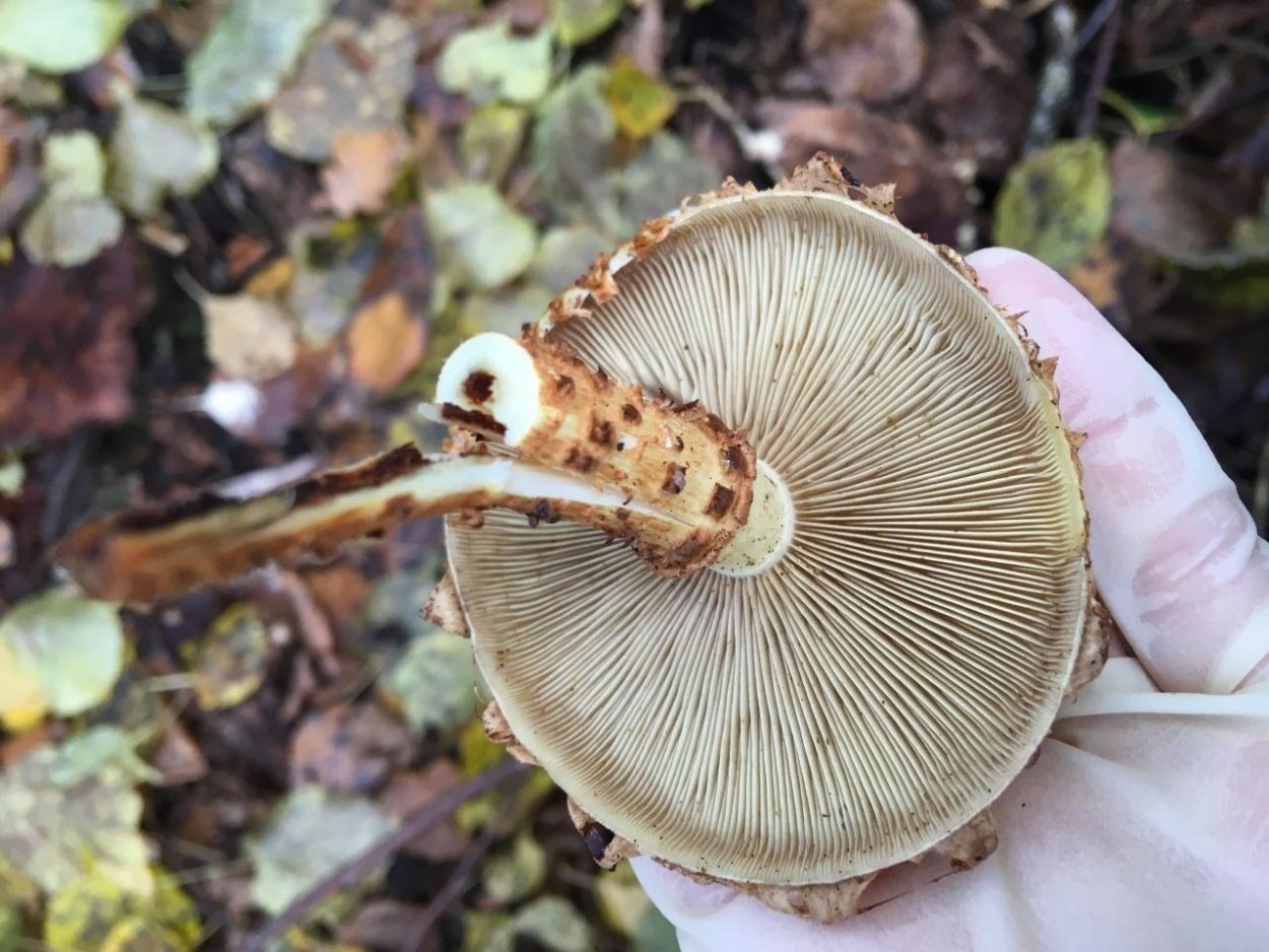 Чешуйчатка обыкновенная Pholiota squarrosa ядовита