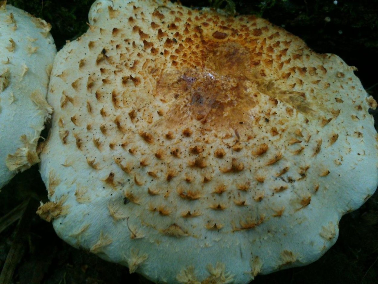 Чешуйчатка золотистая съедобная