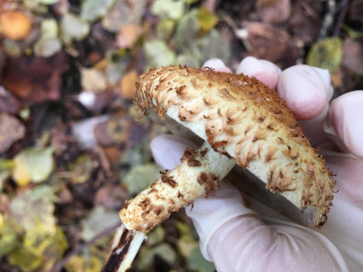 Чешуйчатка чешуйчатовидная