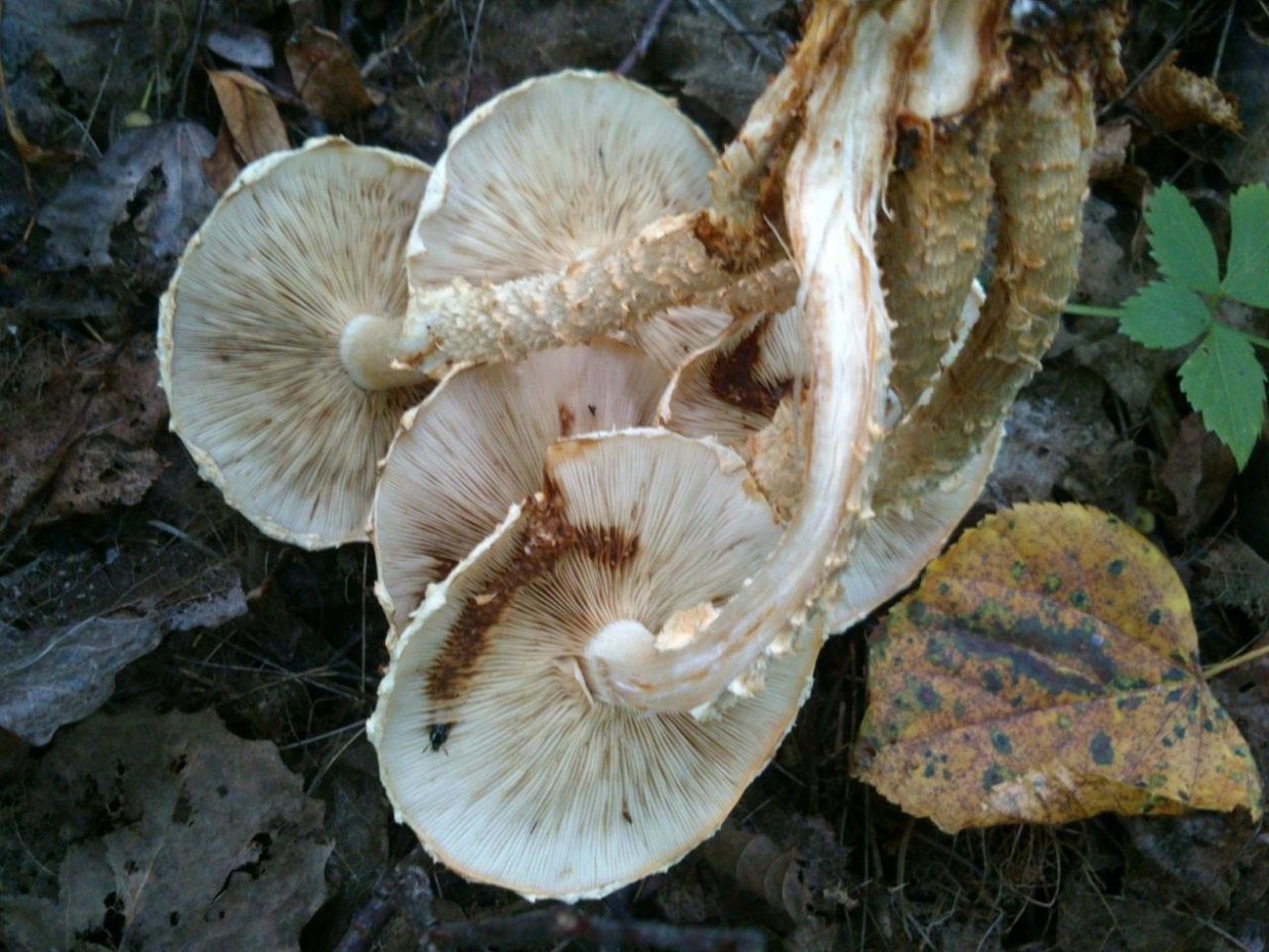 Чешуйчатка оттопыренно-Чешуйчатая