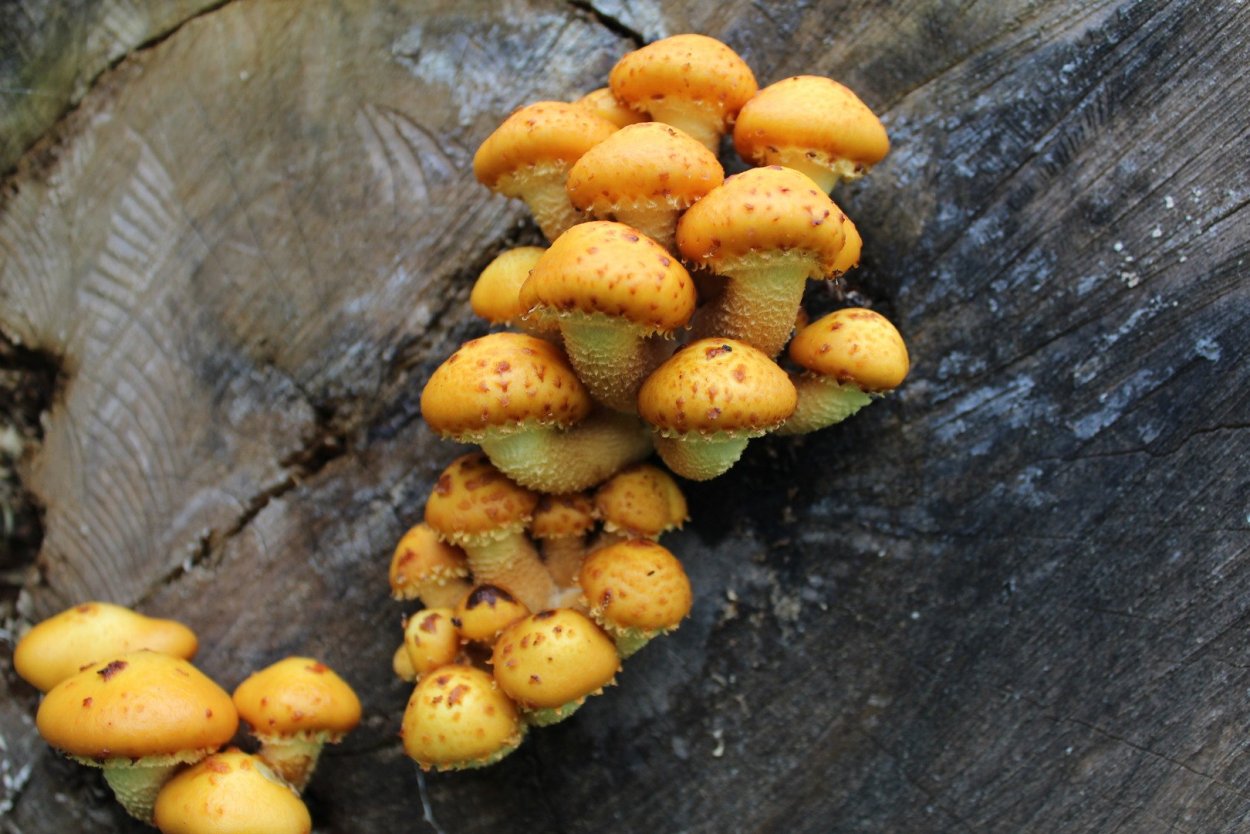 Чешуйчатка золотистая (Pholiota aurivella)