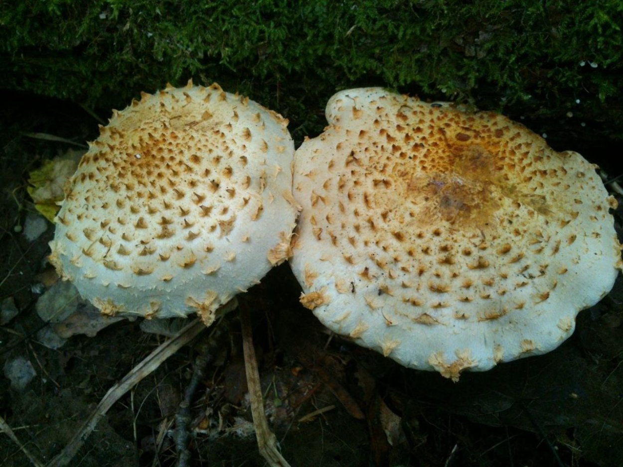 Чешуйчатка древесинная