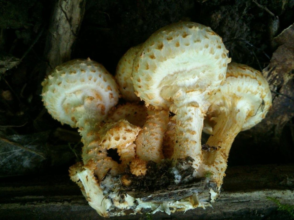 Чешуйчатка чешуйчатовидная