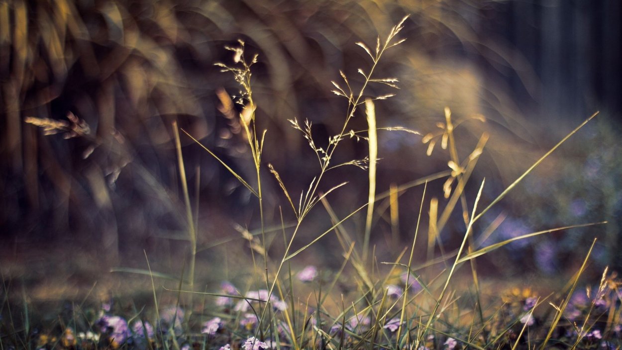 Полевые травы