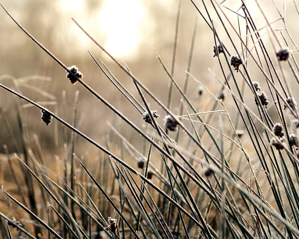 Сухие растения