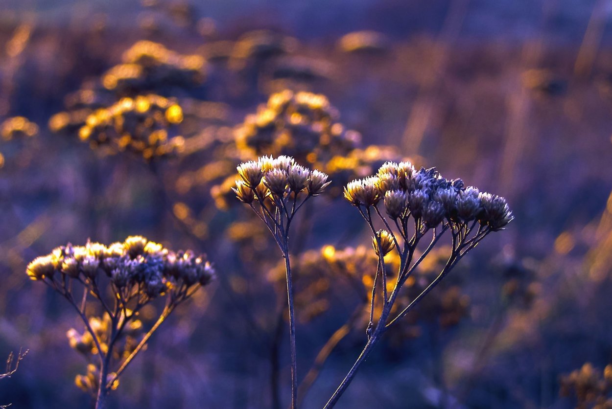 Осенняя трава