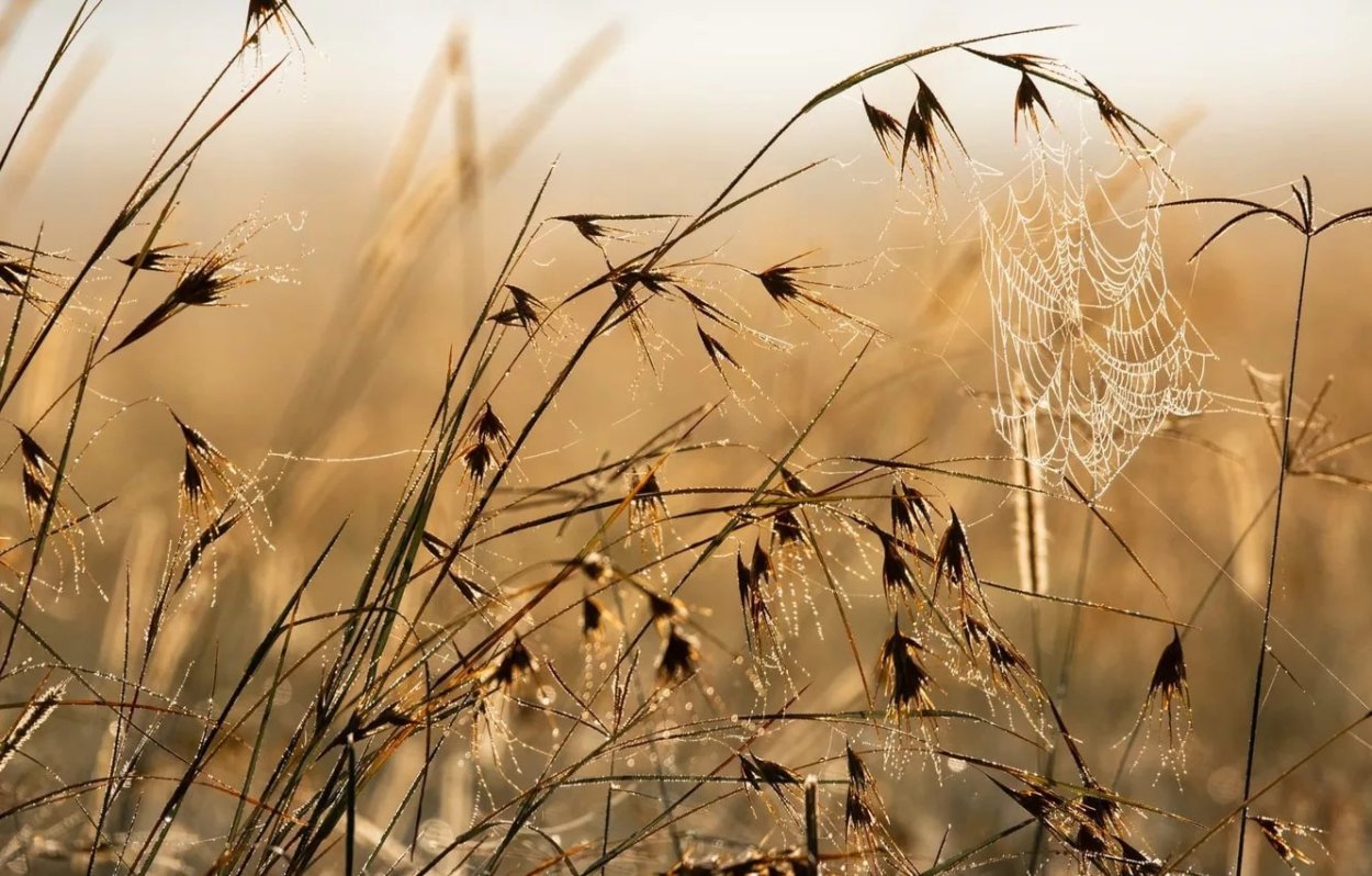 Сухая трава