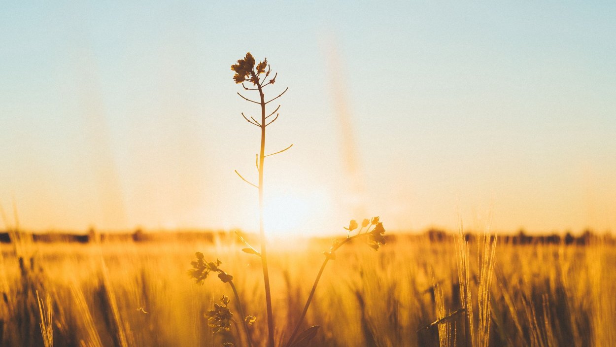 Сухая трава