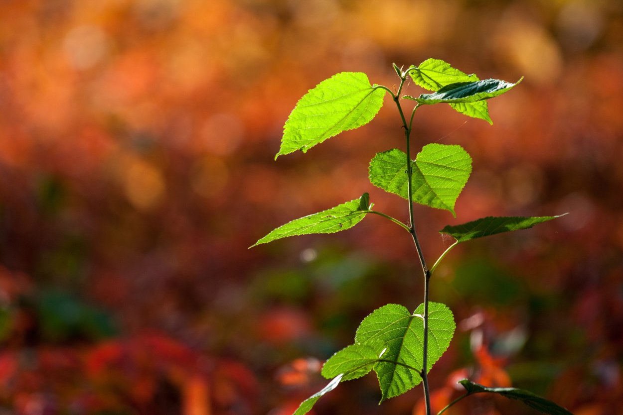 Полевые цветы