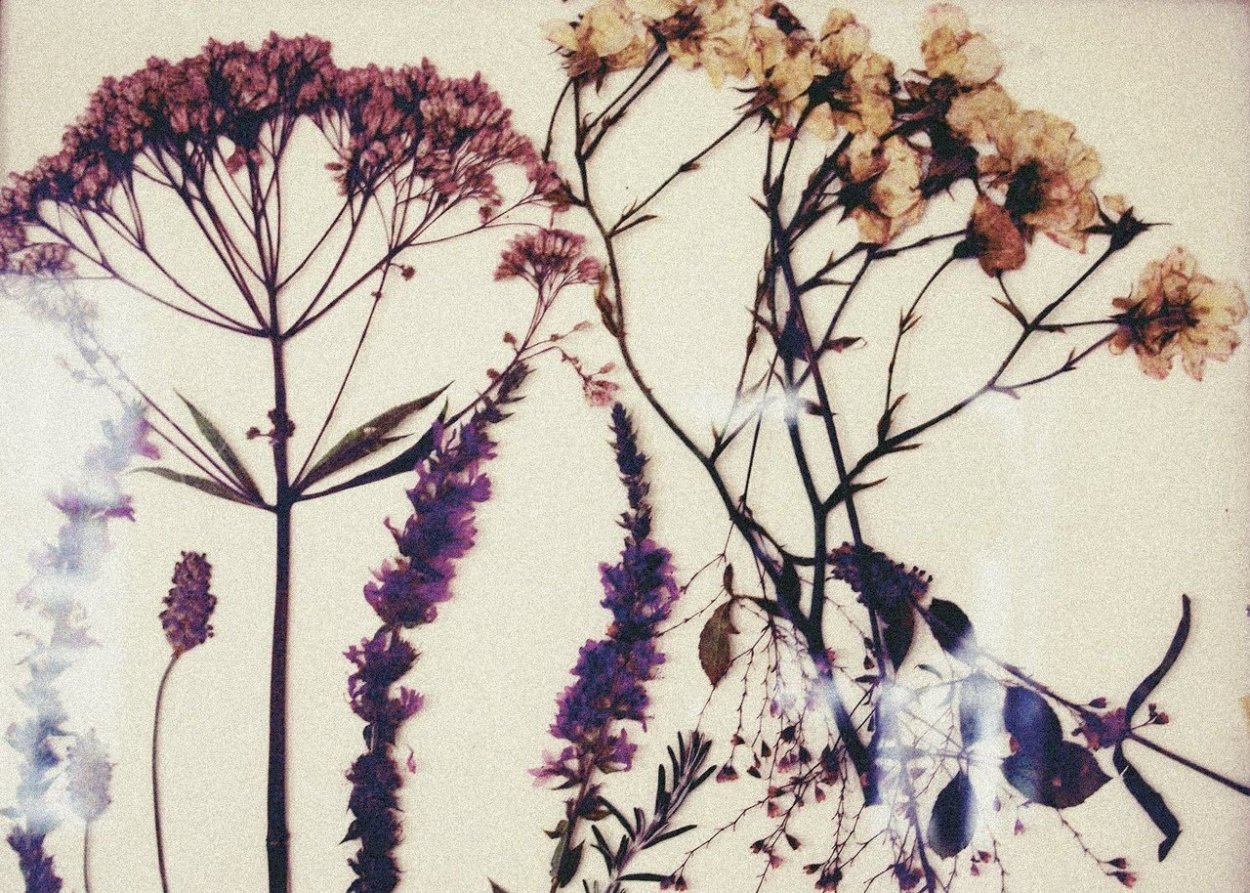 Веточка с листочками раскраска