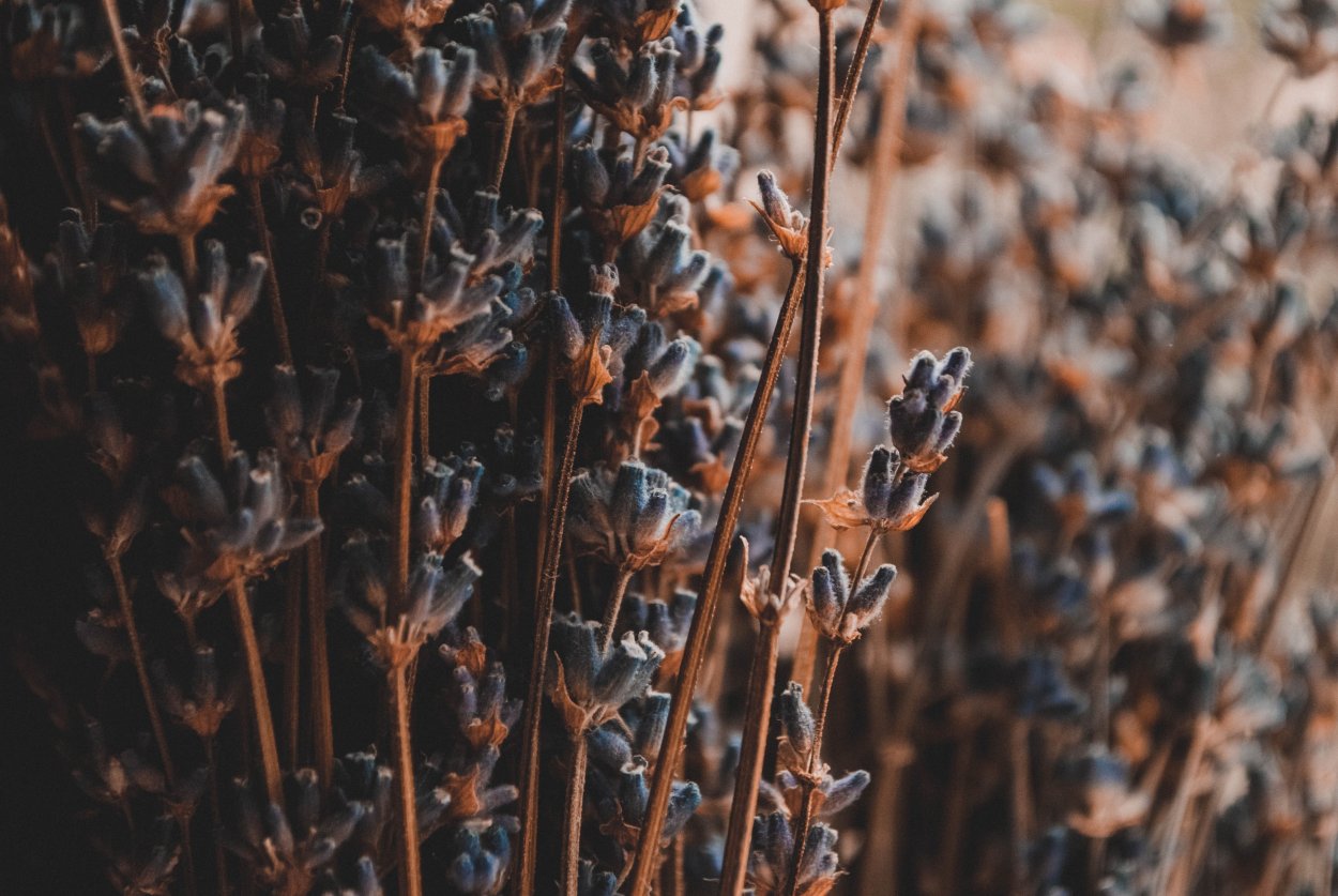 Коричневые растения